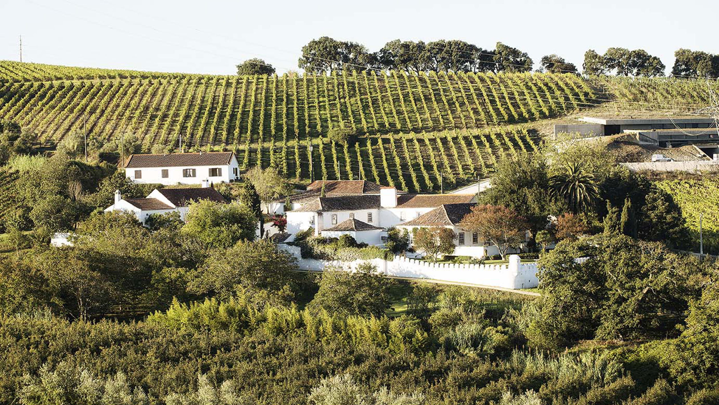 A wide landscape photograph of the Quinta de Chocapalha vineyard in Portugal.