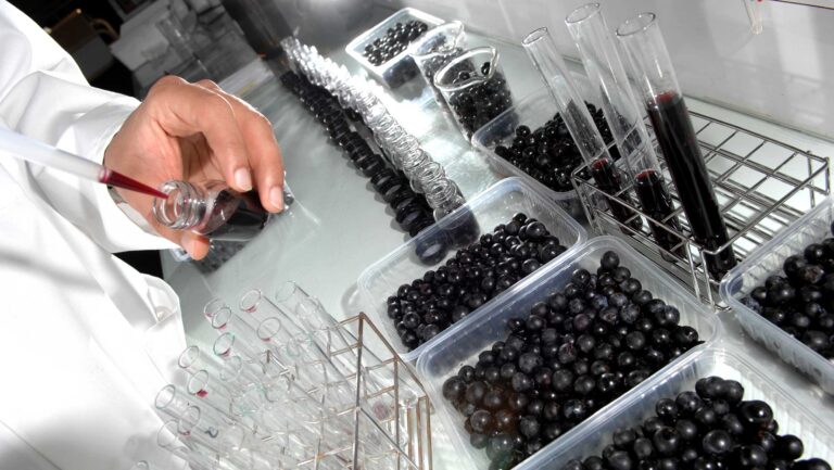 A closeup of grapes in a lab space, with juice being piped and measured in test tubes.