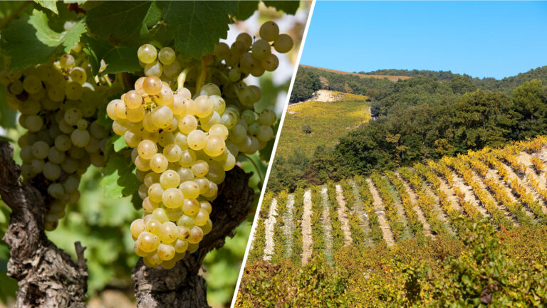 A close up of Grenache Blanc grapes next to a photo of Gigondas Vineyards.