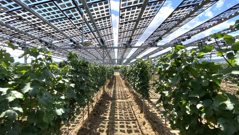 A vineyard partially shaded by an agrivoltaic system