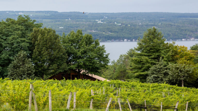 A landscape photo of a New York vineyard.