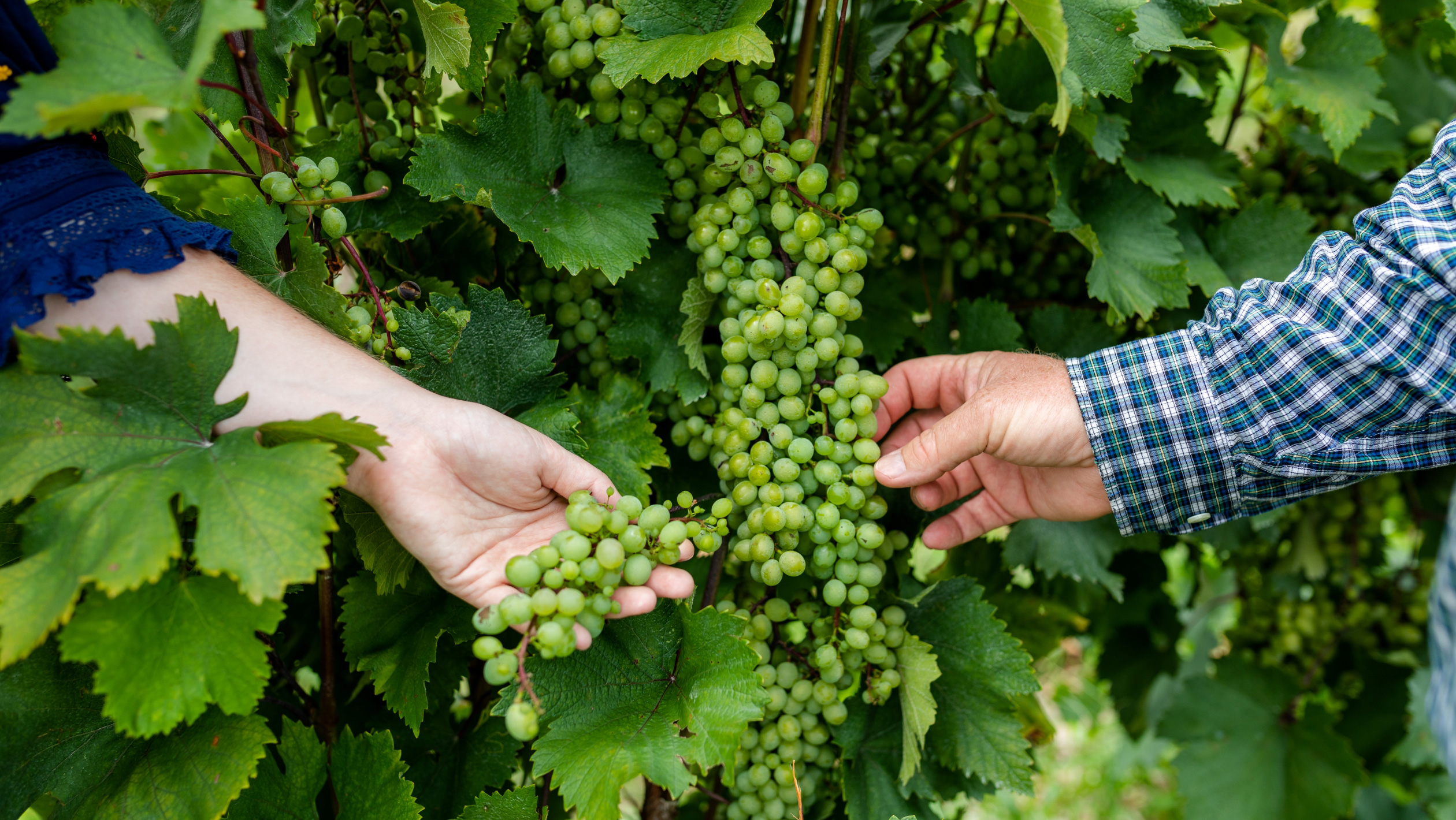 A closeup of two hands examining the same cluster of grapes.