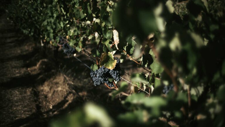 A close up of Shiraz grapes.