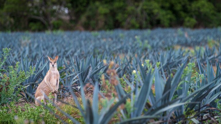 Can Non-Mexican Agave Spirits Go Mainstream? | SevenFifty Daily