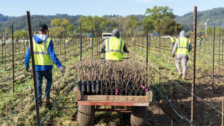 Three workers in a vineyard
