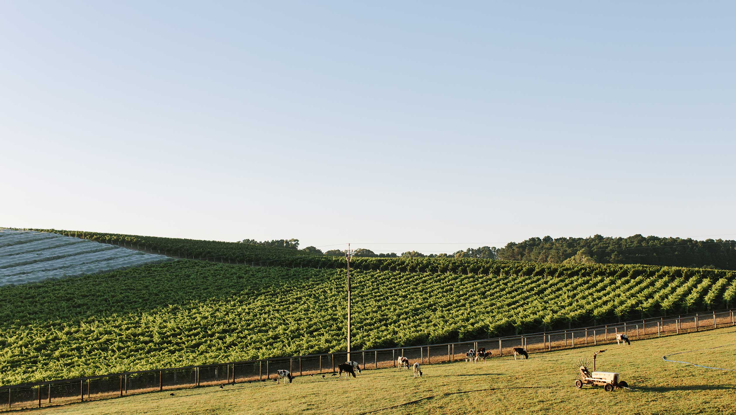 A photo of a vineyard in Balhannah, Australia.