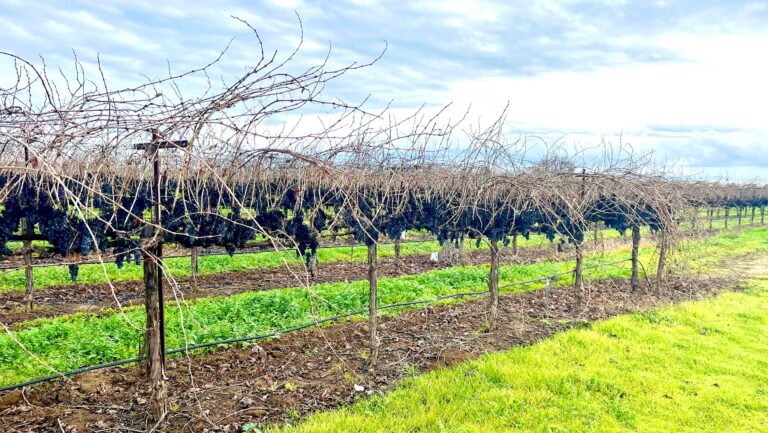 Rows of vines in Lodi, California.