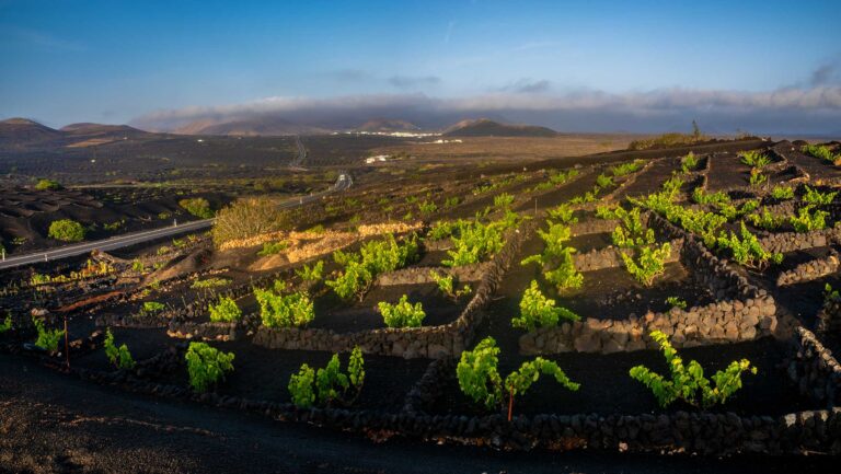 A photo of vines planted in the dark volcanic soil of Lanzarote.
