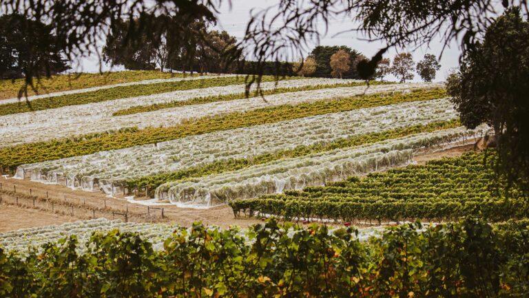 A vineyard in Gippsland.