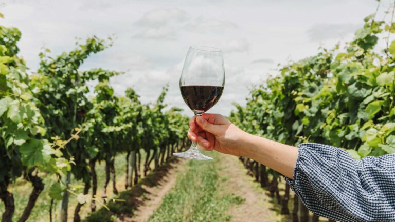 Wine glass in a vineyard.