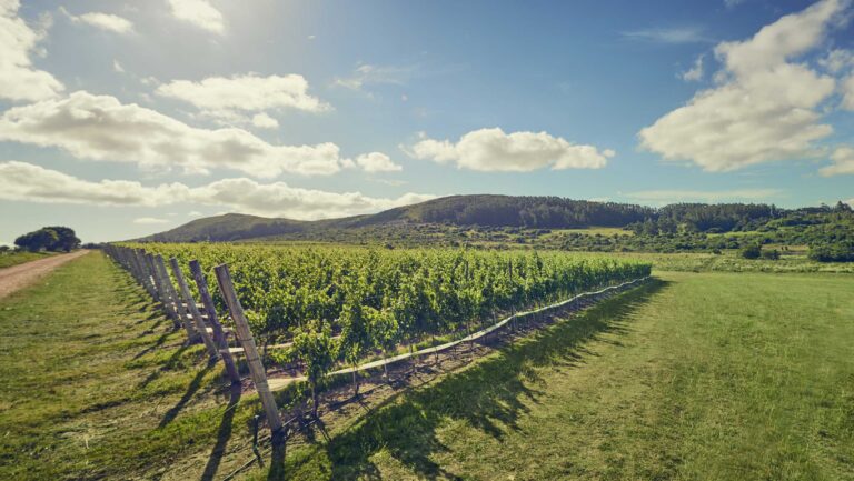 Vineyard in Uruguay