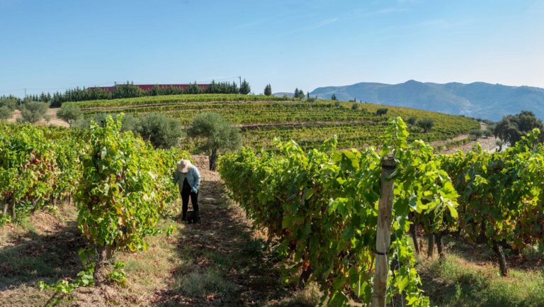 Vineyard stewards working the fields