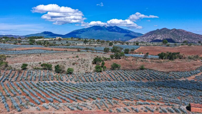 Agave fields in Mexico.