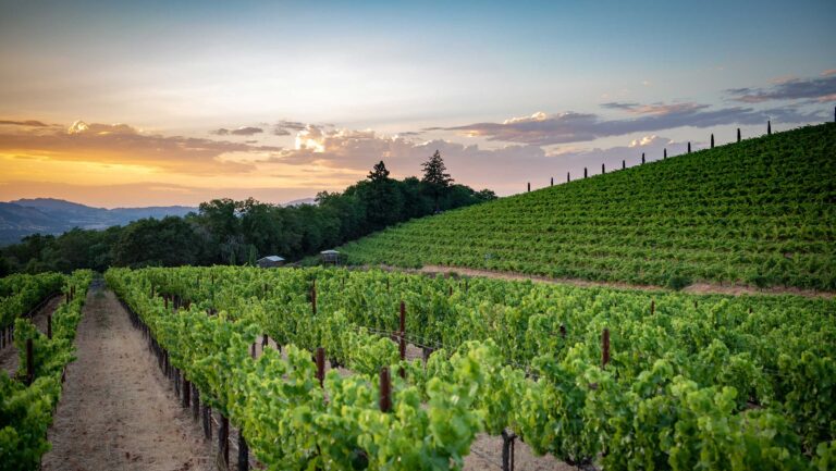 Vineyards at sunset 