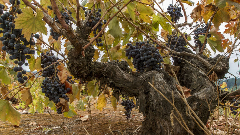 An old País vine in Chile. Photo courtesy of Miguel Torres.