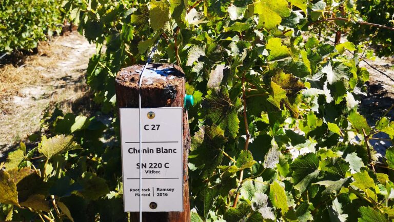 Chenin Blanc Clone 220, planted here in Breedekloof, South Africa, is France's most-planted clone and first traveled to South Africa in the 1980s. Photo courtesy of Etienne Neethling.