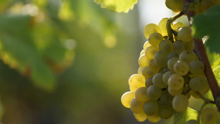 A photo of Chenin Blanc grapes in Anjou, France.
