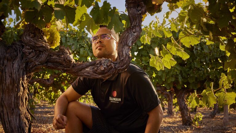 Ricardo Cloete, the winemaker at Bellingham Wines, examines a Durbanville Chenin Blanc vineyard planted in 1983. Photo courtesy of Bellingham Wines.