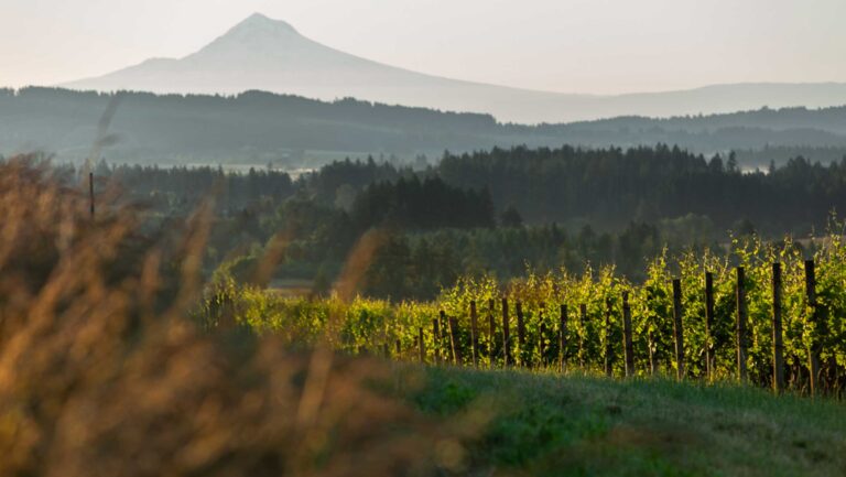 More Willamette Valley producers are now able to follow in the footsteps of early trailblazers like Argyle Winery and Elk Cove. Photo courtesy of Elk Cove Vineyards.