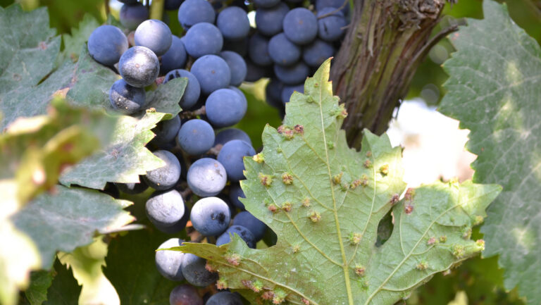 Phylloxera is still a threat to global viticulture.