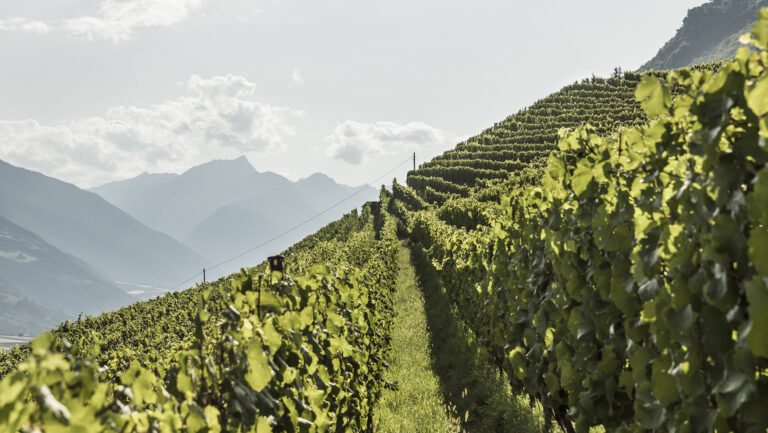 As climate pressure mounts, wine regions and producers are forced to reconsider whether protecting tradition outweighs the need for drastic change. Photo courtesy of IDM Südtirol-Alto Adige.