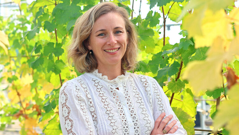 “Grapevine trunk diseases (GTDs) represent a chronic and escalating risk to vineyard longevity and economic sustainability,” says Dr. Chloé Delmas of the National Research Institute for Agriculture, Food, and the Environment in France.