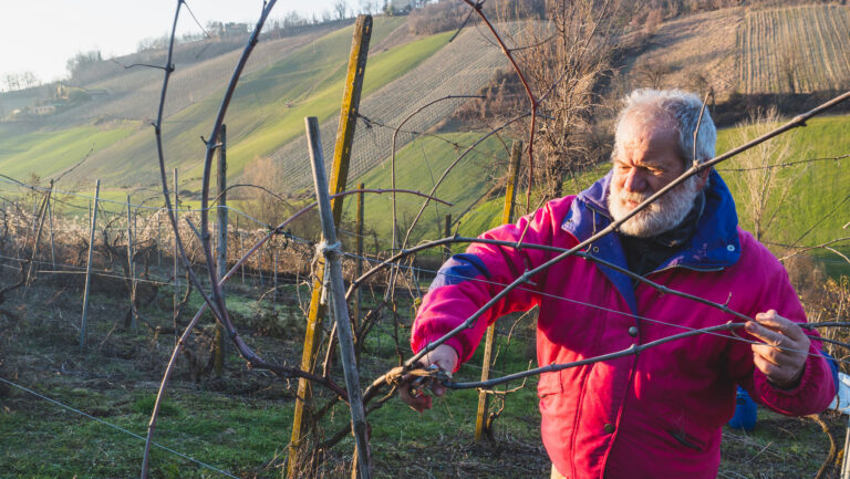 Now present in nearly every wine region, grapevine trunk diseases are costing billions and reshaping viticulture. Photo credit: Adobe Stock.