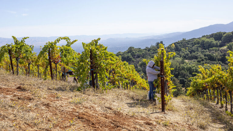 At the Montebello estate in the Santa Cruz Mountains, David Gates, the SVP of vineyard operations uses a relaxed VSP training system. Photo courtesy of Ridge Vineyards.