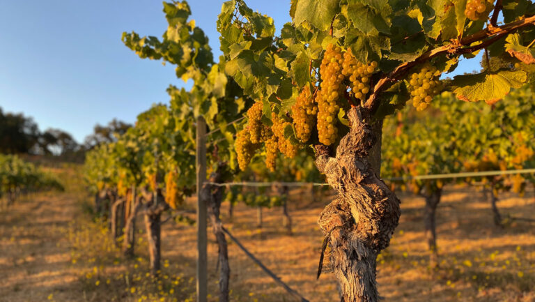 The tidy canopy of VSP supports mechanization and ripening, but not all grape varieties or sites benefit equally. Photo courtesy of Ridge Vineyards.
