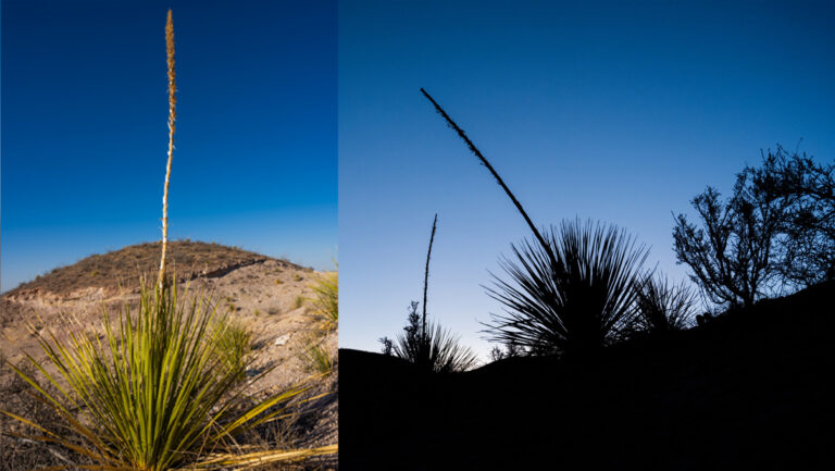 Is sotol the next mezcal?