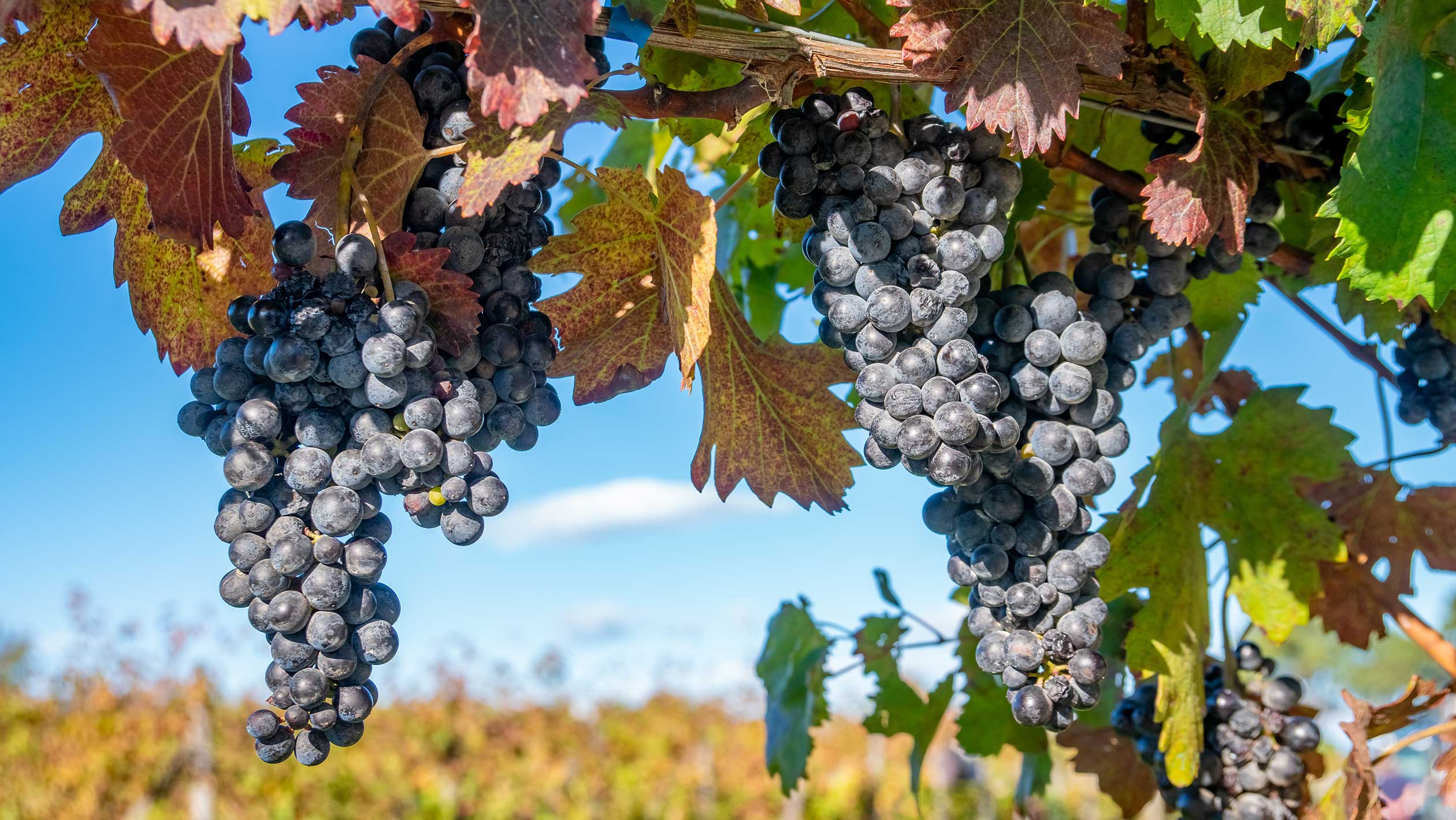 Georgian Wine Looks Beyond Its Amber Identity