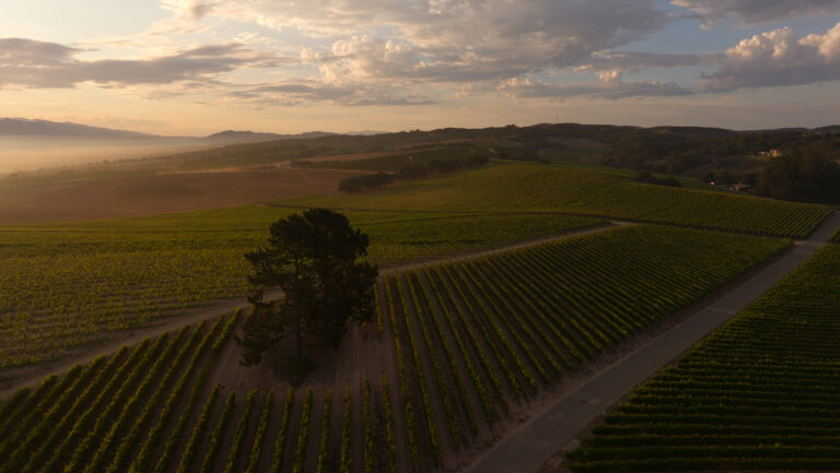 Aligoté is being redefined in Burgundy and beyond.