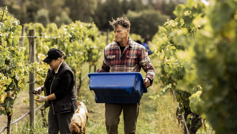 How Dry Farming Improves Grape Vine Resilience