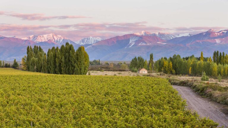 “We understood quickly that this vineyard was different compared with anything else in Mendoza,” says Luis Reginato, the vineyard manager for Catena Zapata, of the Adrianna Vineyard. Photo courtesy of Catena Zapata.