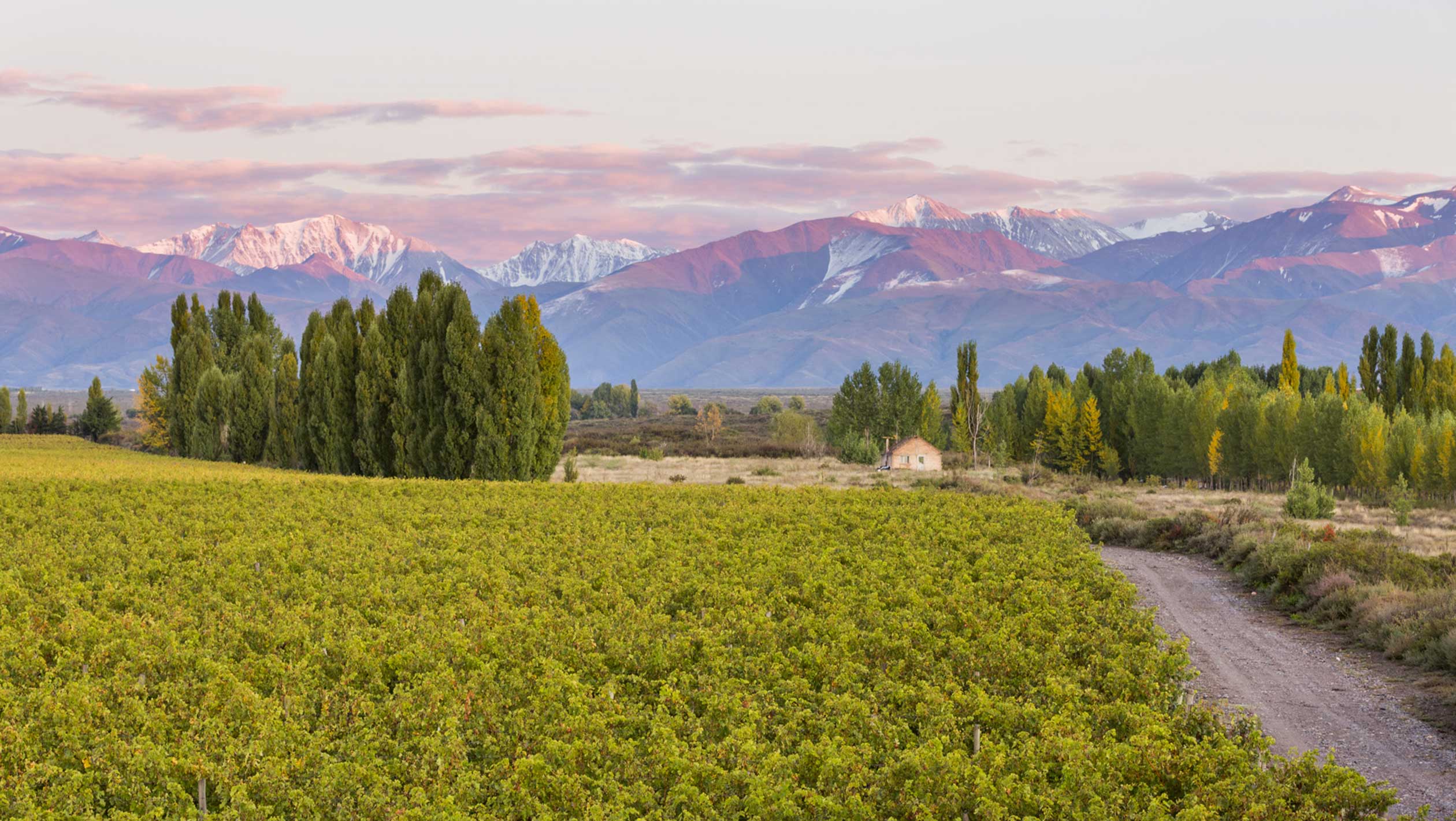 How Adrianna Vineyard Became the Grand Cru of South America