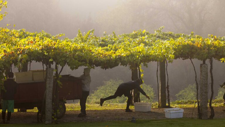 Working amongst pergola vineyards in Rías Baixas, Spain.