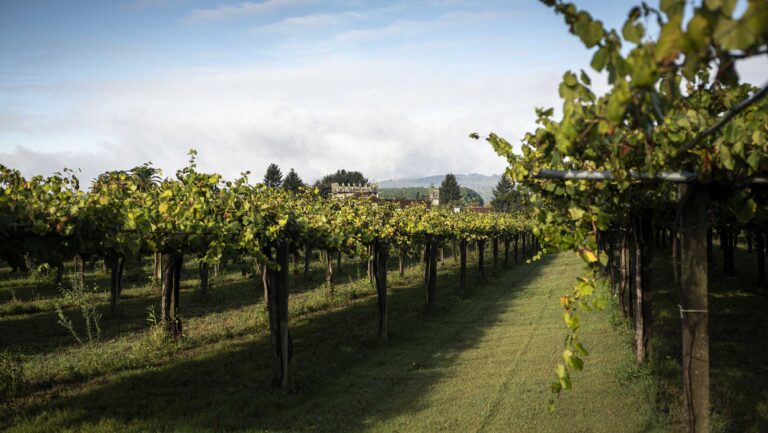 Many growers in Rías Baixas are committed to maintaining their tall, pergola-trained vines. Photo courtesy of Familia Torres.