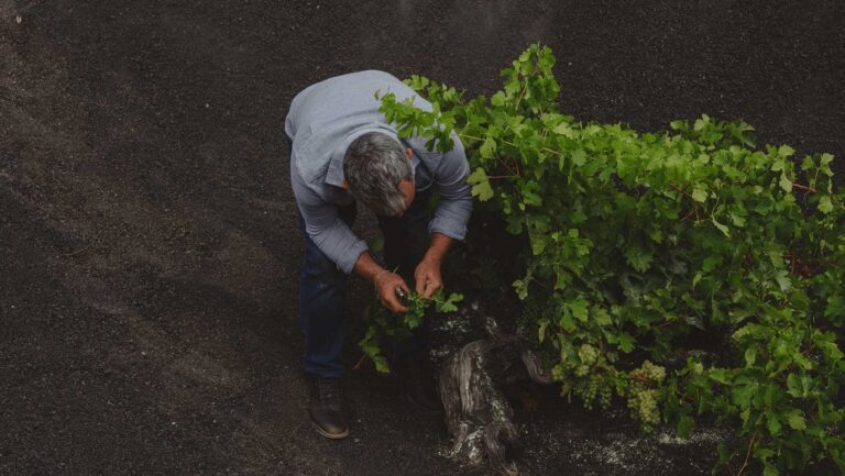 Tourists flock to Lanzarote's volcanic pits, but maintaining these vines requires constant, hands-on maintenance. Photo courtesy of Bodegas Timanfaya.