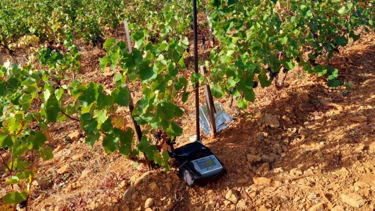 Olivier Colombano, the director of the Bandol appellation, has initiated detailed monitoring of temperature, moisture, and vine health throughout Bandol to study the effects of climate change. Photo courtesy of Olivier Colombano.