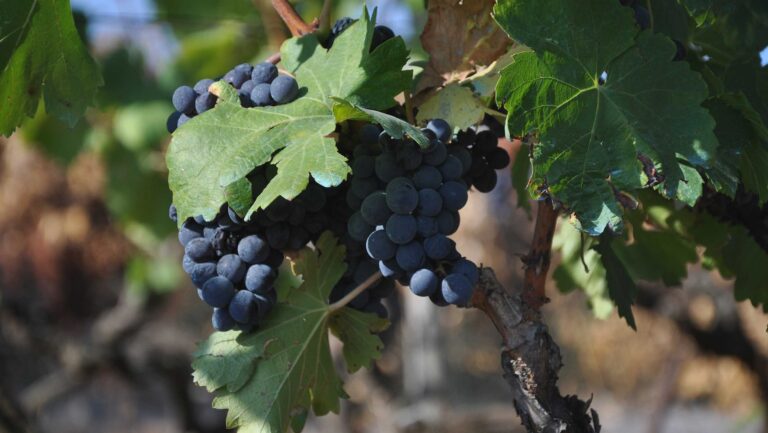 Can a heat-tolerant grape variety like Mourvèdre thrive in the era of climate change? Photo credit: Adobe Stock.