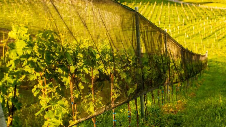 “We were concerned about the effects on pH and acidity, but the netting revealed a huge difference between burned grapes and grapes not burned,” says Achille Boroli. Photo courtesy of Boroli.