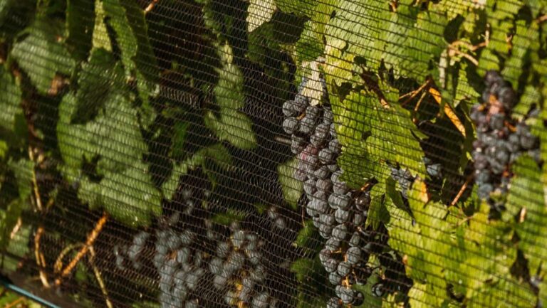As vineyards around the world become increasingly warm, netting is evolving from hail protection into a precise tool for managing grape quality. Photo courtesy of Boroli.