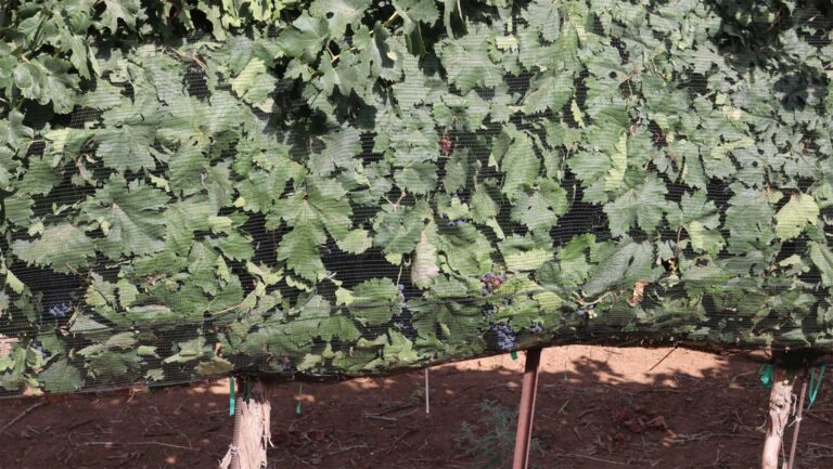 According to Dr. Justin Scheiner, hail netting could negatively impact airflow and light transmission, which is an important consideration. Photo courtesy of Justin Scheiner.