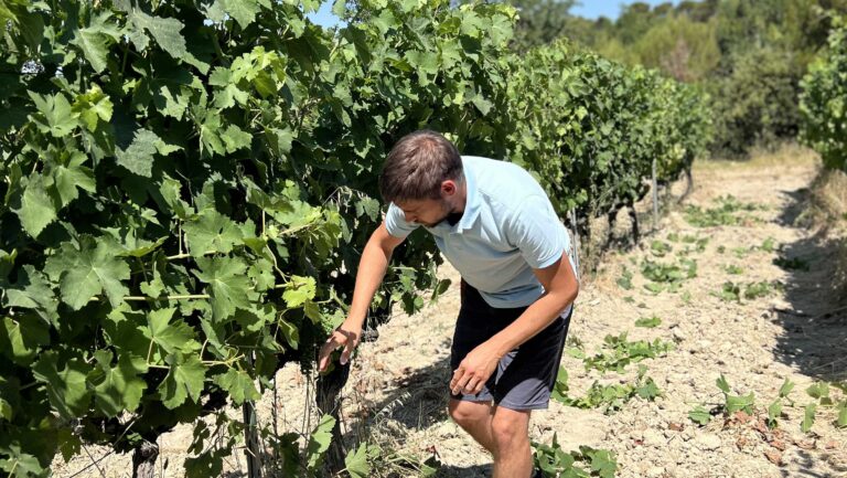 Grapevines that have suffered sunburn in the past at Chêne Bleu in the Ventoux.