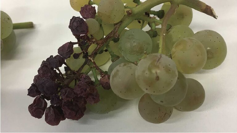 Sunburned Riesling grapes. Photo courtesy of Joanna Gambetta.