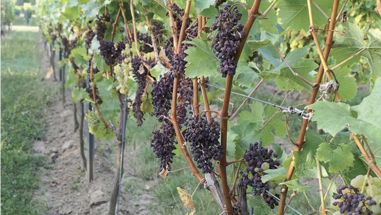 Shriveled, sunburned Bacchus grapes on vines.
