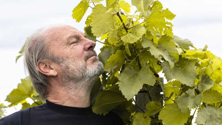 How Burgenland is Reshaping Austrian Wine
