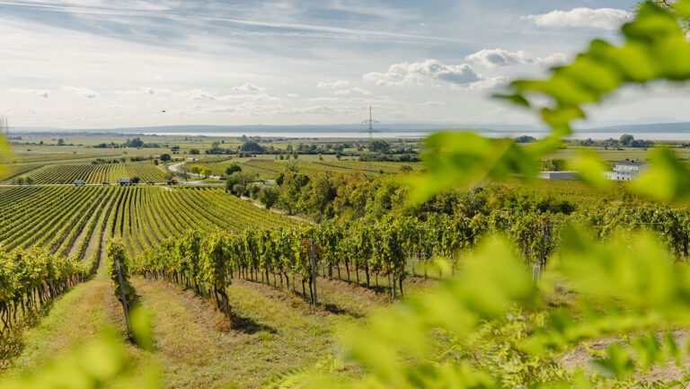 How Burgenland is Reshaping Austrian Wine