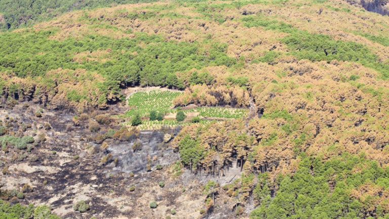 Comando G's one-hectare slate parcel in Cebreros, picutred above, suffered heavy smoke exposure. Photo courtesy of Comando G.