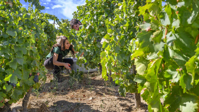 Carmen de la Pascua (left) and Emmanuel Campana, the owners of Domaine Dexaie, in their vineyard before the fires. Photo courtesy of Domaine Dexaie.